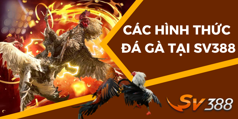 các hình thức đá gà tại SV388